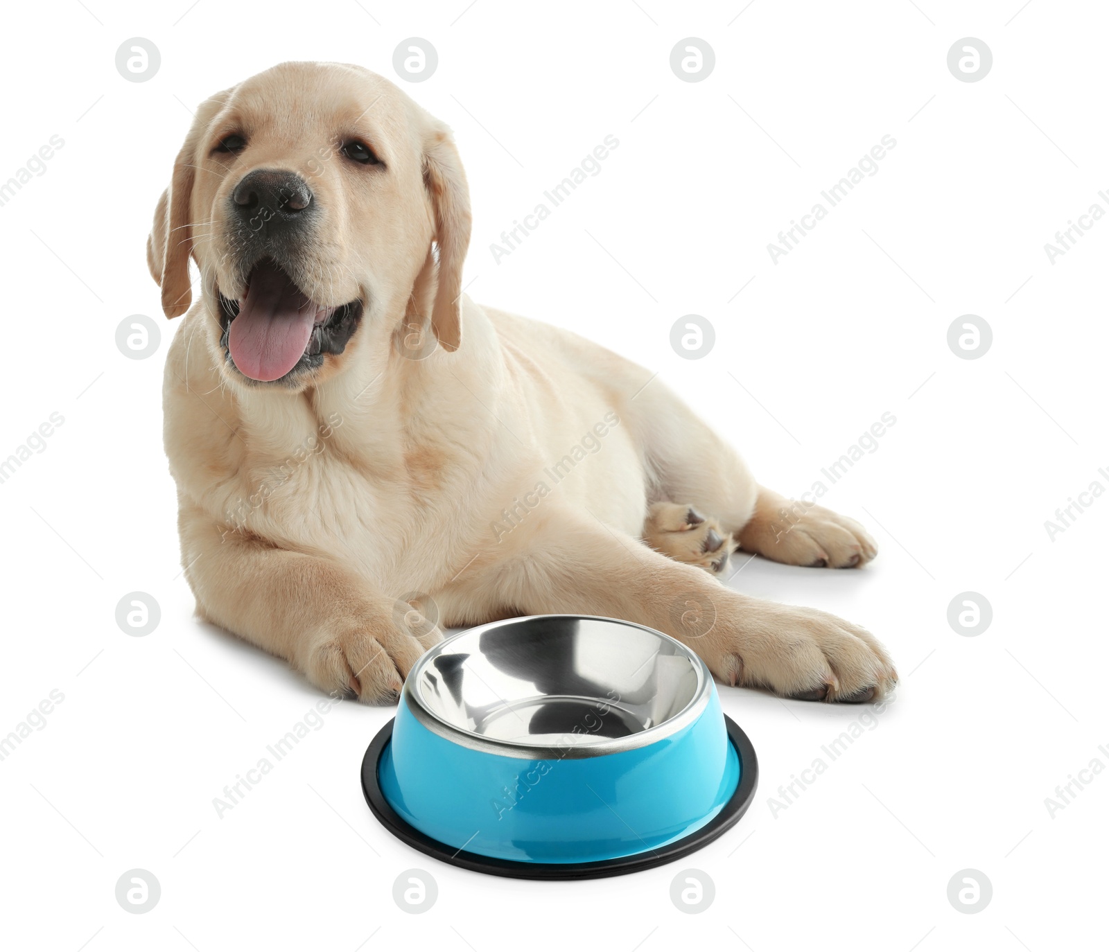 Image of Cute dog waiting for pet food near empty bowl on white background