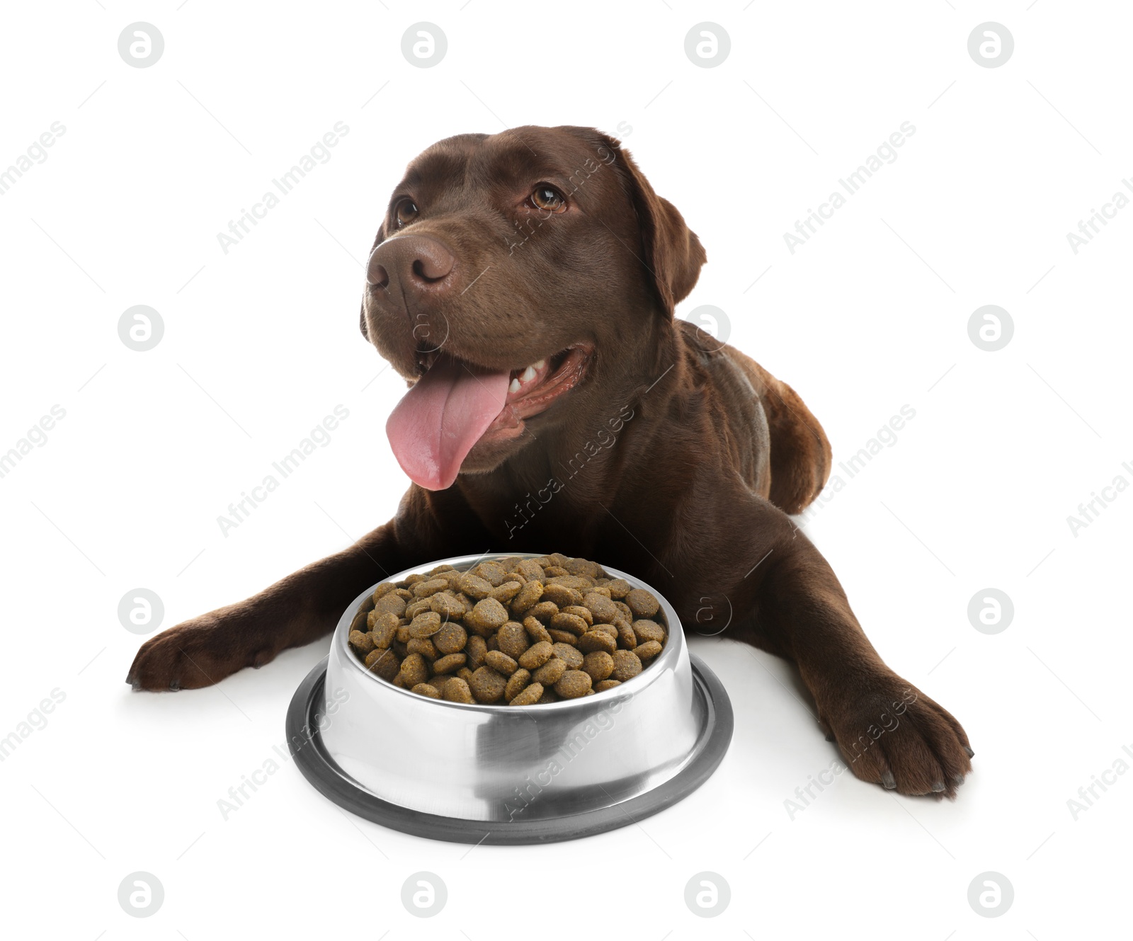 Image of Cute dog lying near bowl of dry pet food on white background