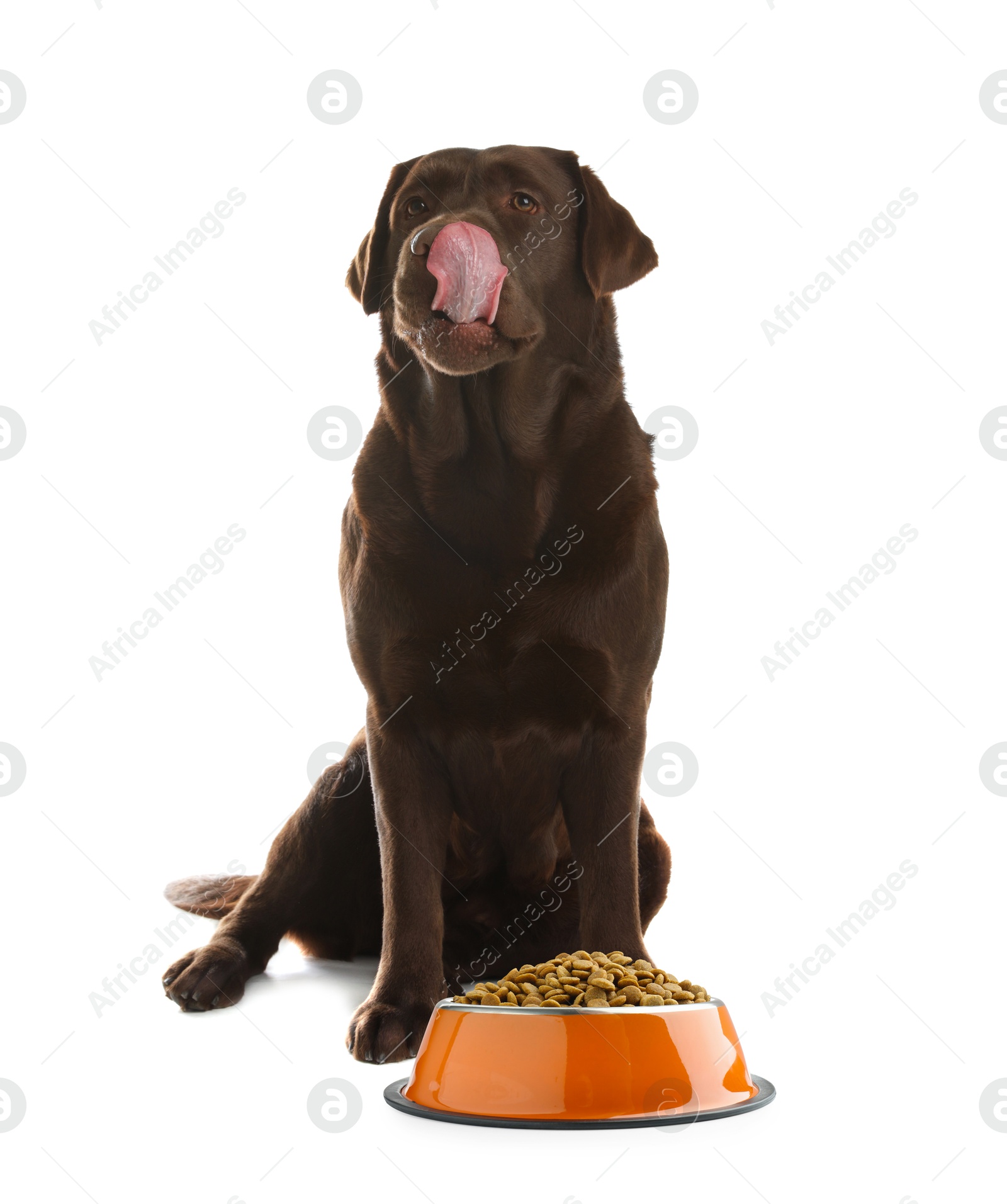 Image of Cute dog sitting near bowl of dry pet food on white background