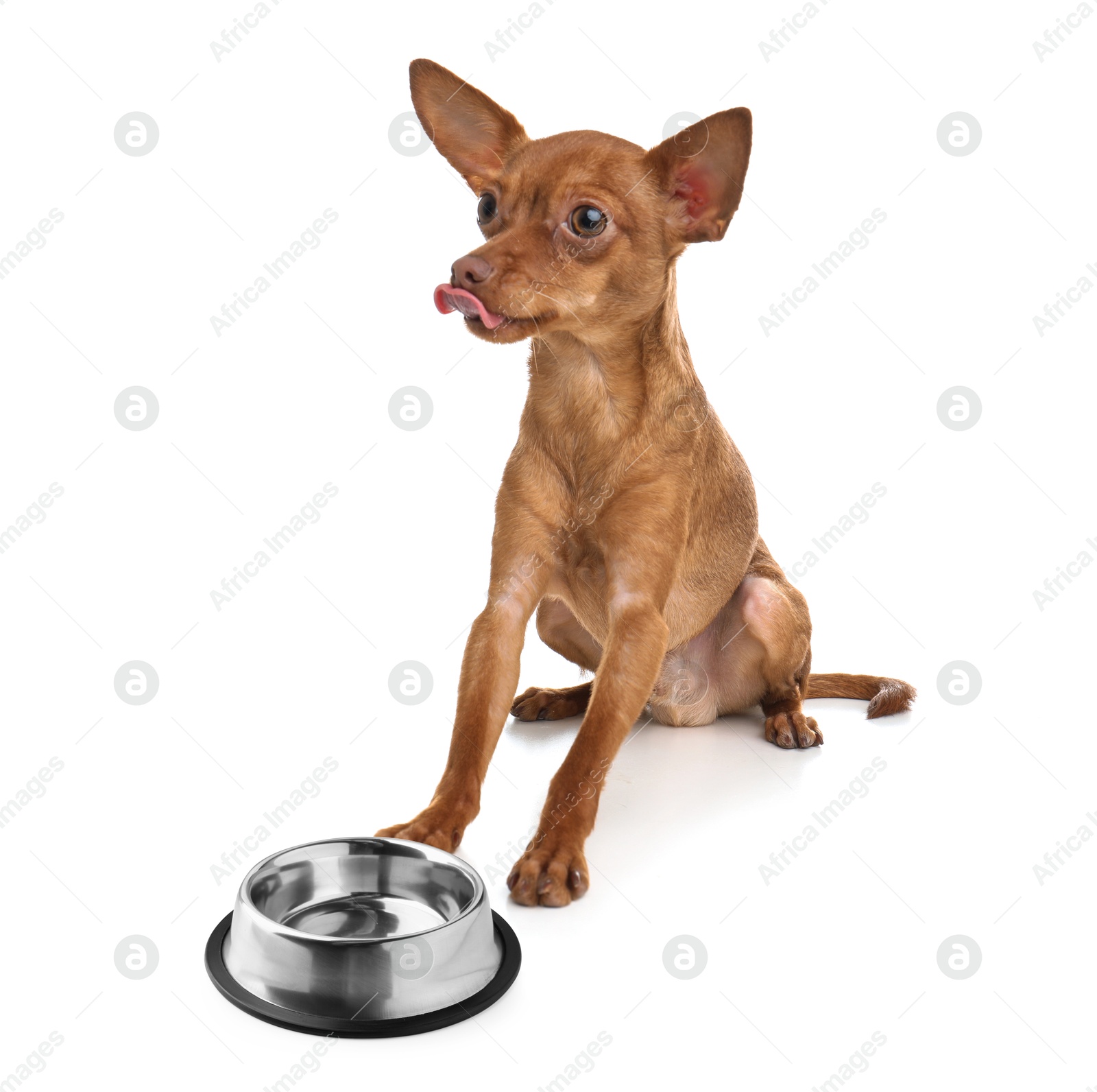 Image of Cute dog waiting for pet food near empty bowl on white background