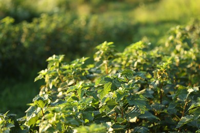 Photo of Green currant bushes growing outdoors on sunny day