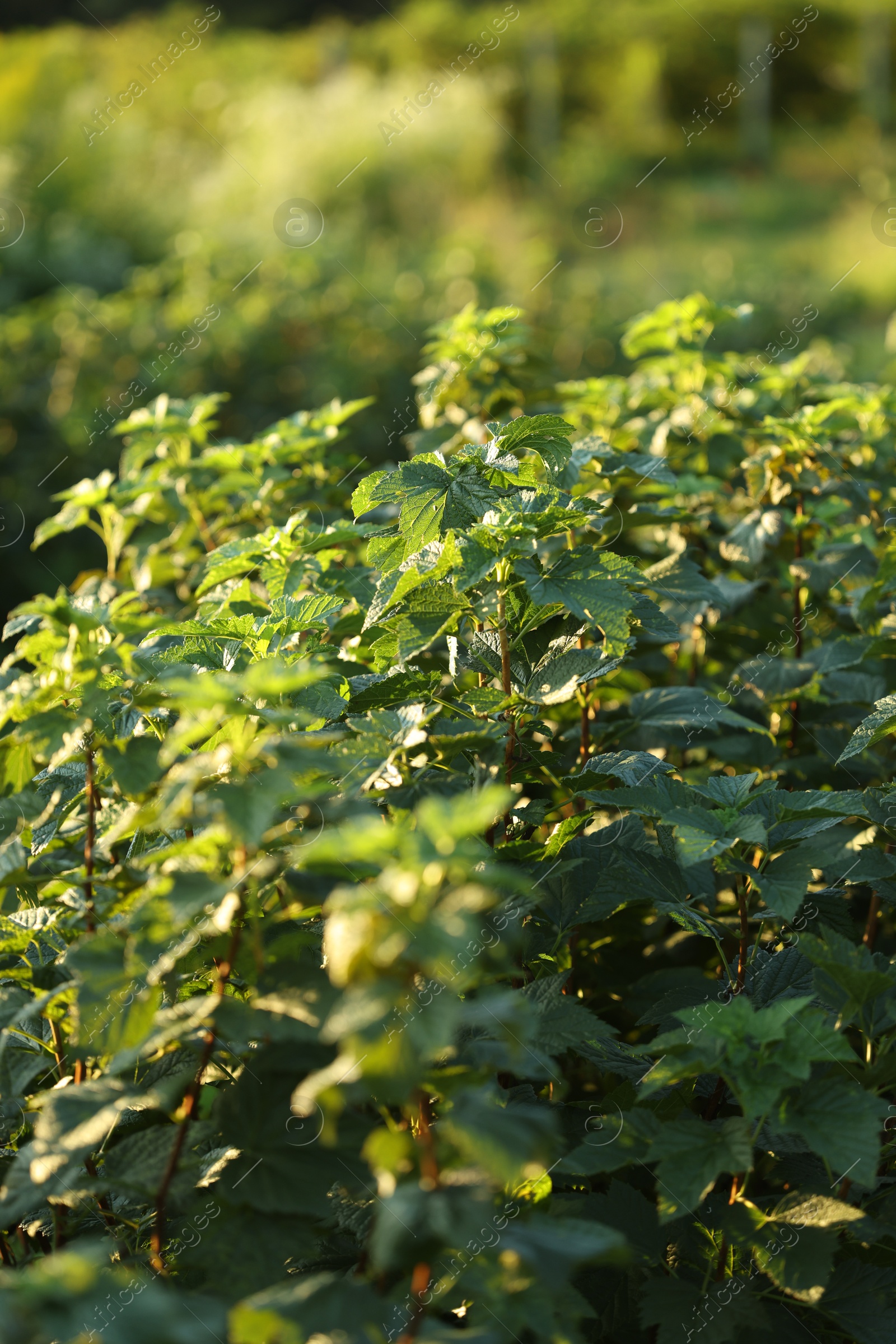 Green currant bushes growing outdoors on sunny day Photo of Green currant bushes growing outdoors on sunny day