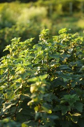 Photo of Green currant bushes growing outdoors on sunny day