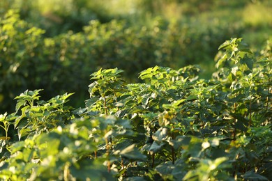 Photo of Green currant bushes growing outdoors on sunny day