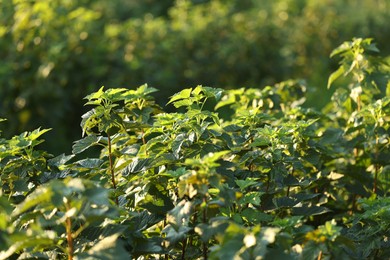 Photo of Green currant bushes growing outdoors on sunny day