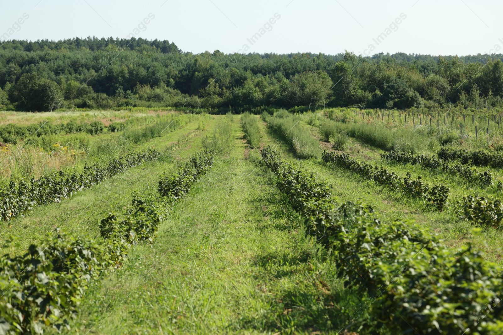 Green currant bushes growing outdoors on sunny day Photo of Green currant bushes growing outdoors on sunny day