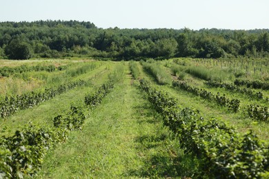Photo of Green currant bushes growing outdoors on sunny day