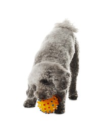 Photo of Cute dog playing with toy on white background. Adorable pet