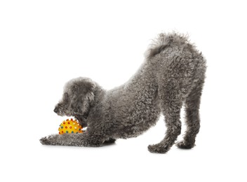 Photo of Cute dog playing with toy on white background. Adorable pet