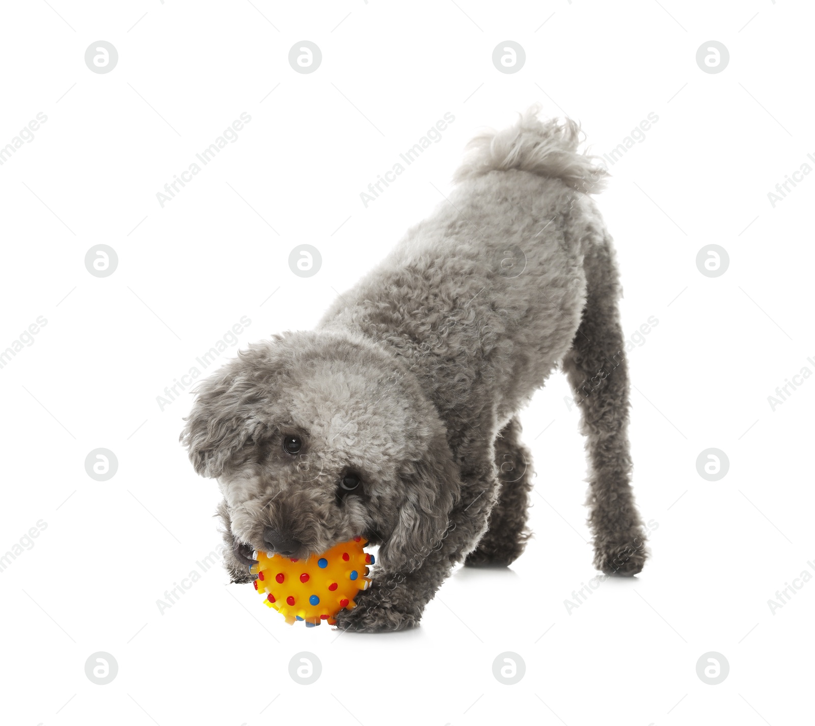 Photo of Cute dog playing with toy on white background. Adorable pet