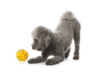 Photo of Cute dog playing with toy on white background. Adorable pet