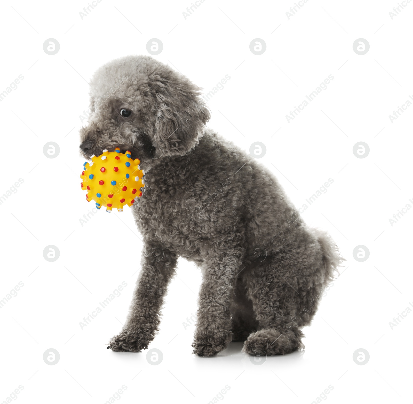 Photo of Cute dog playing with toy on white background. Adorable pet