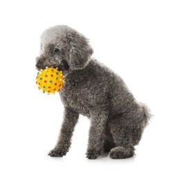 Photo of Cute dog playing with toy on white background. Adorable pet