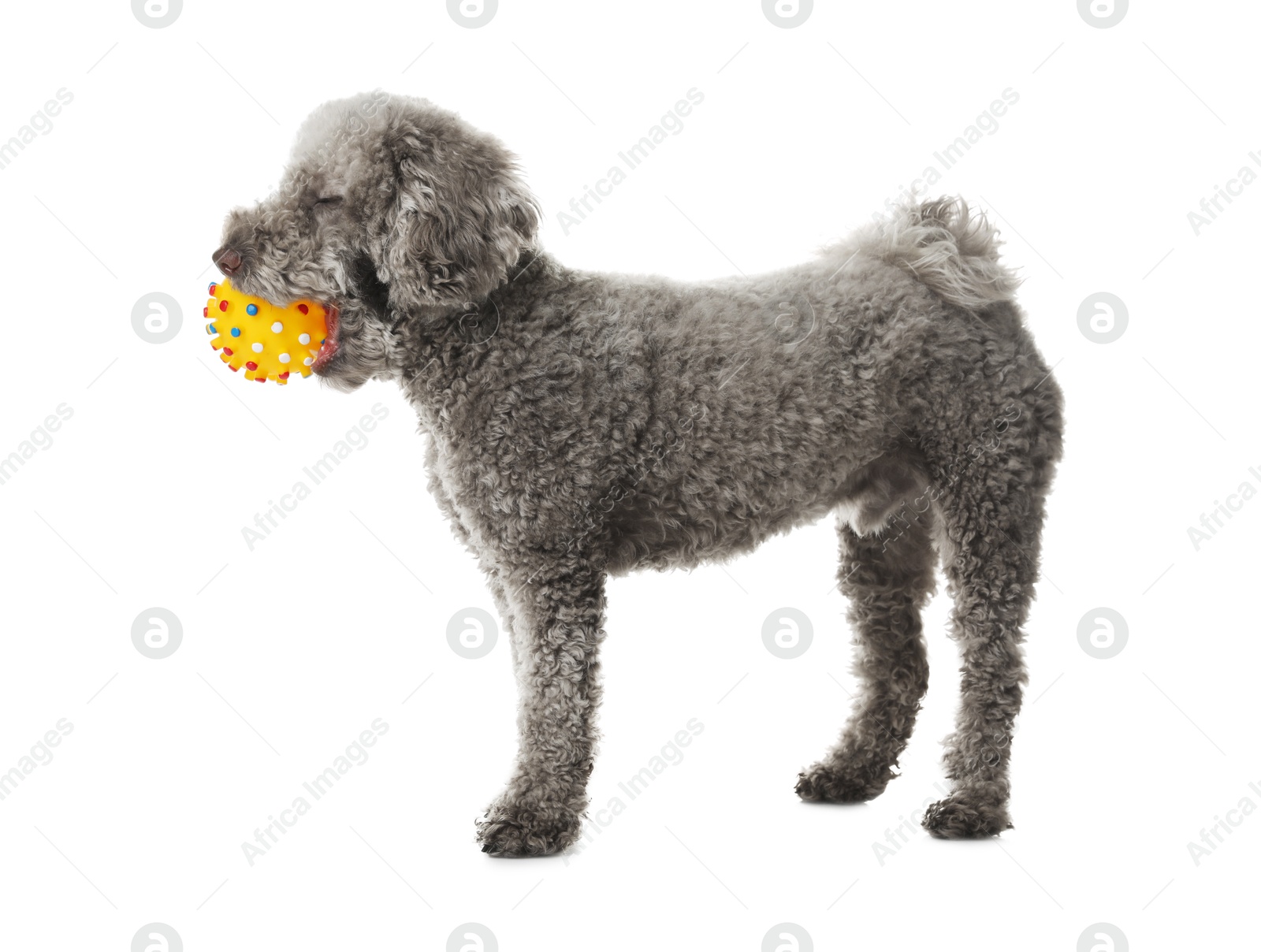 Photo of Cute dog playing with toy on white background. Adorable pet