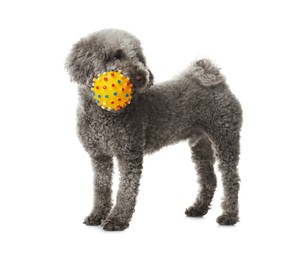 Photo of Cute dog playing with toy on white background. Adorable pet