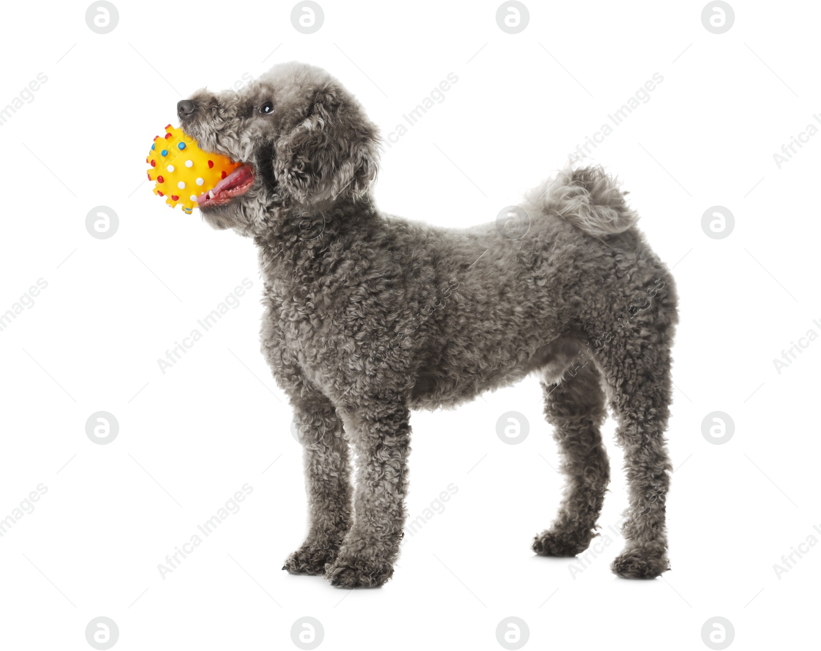 Photo of Cute dog playing with toy on white background. Adorable pet