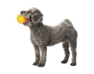 Photo of Cute dog playing with toy on white background. Adorable pet