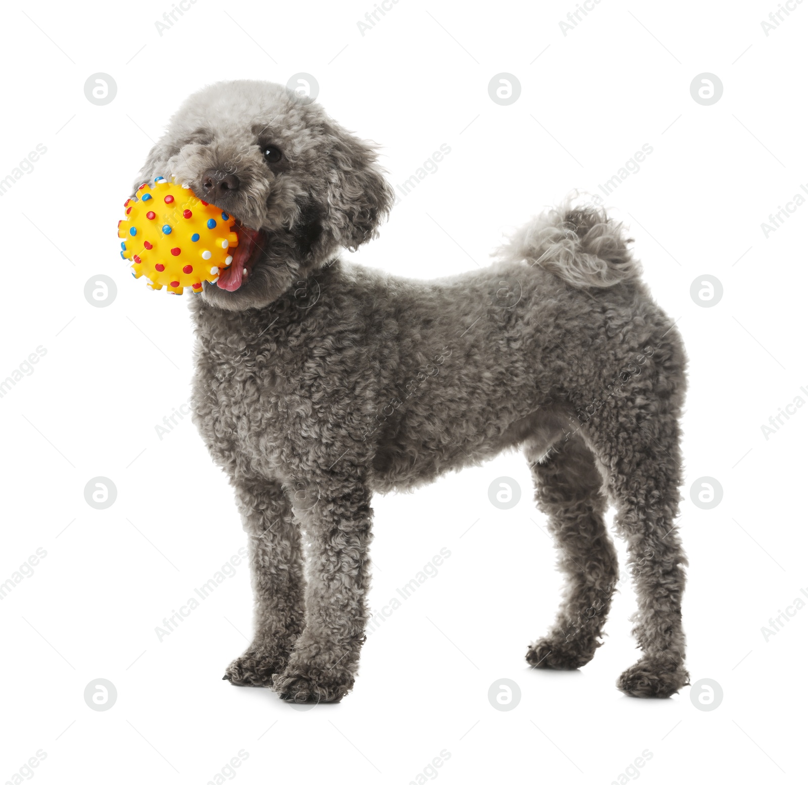 Photo of Cute dog playing with toy on white background. Adorable pet