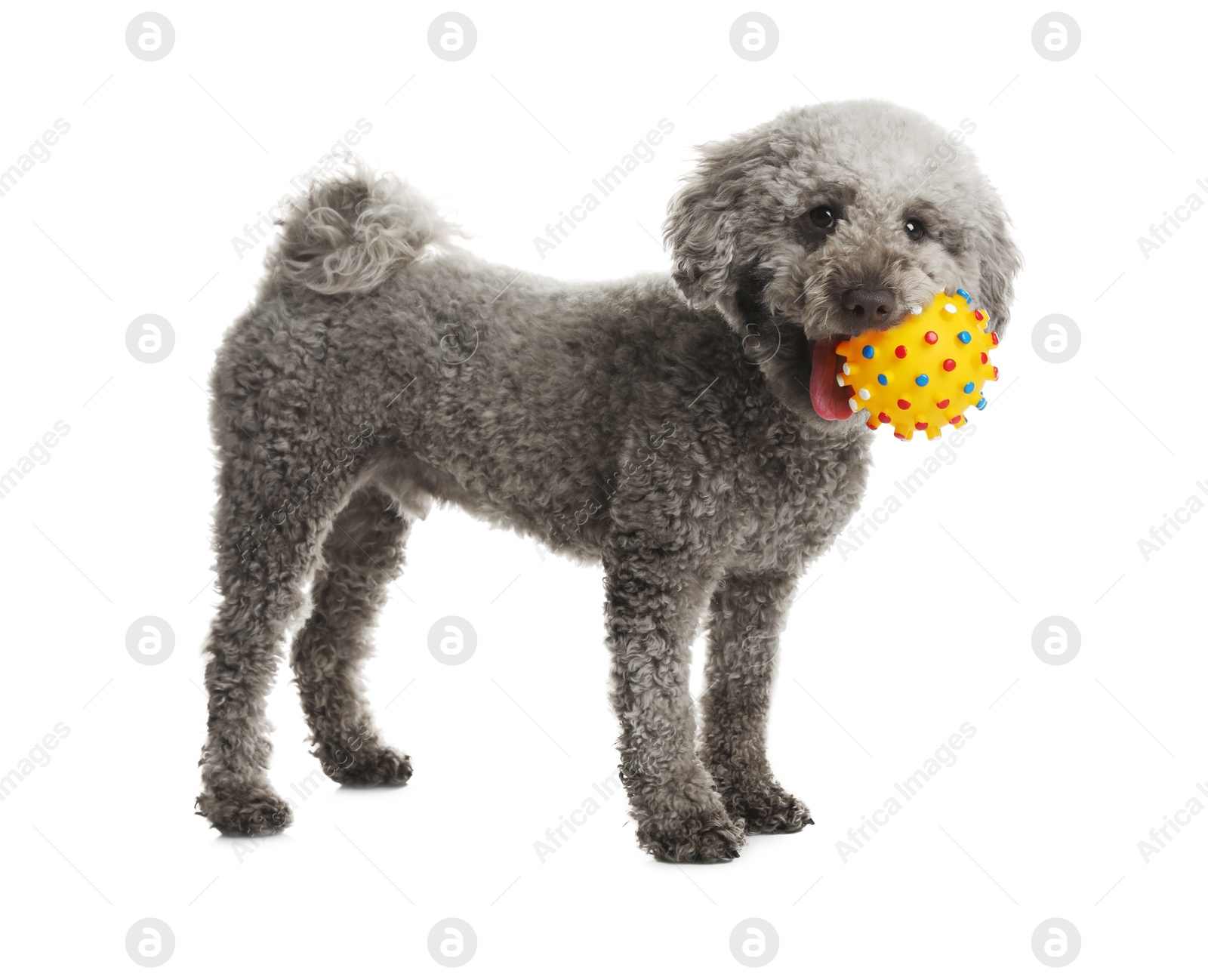 Photo of Cute dog playing with toy on white background. Adorable pet