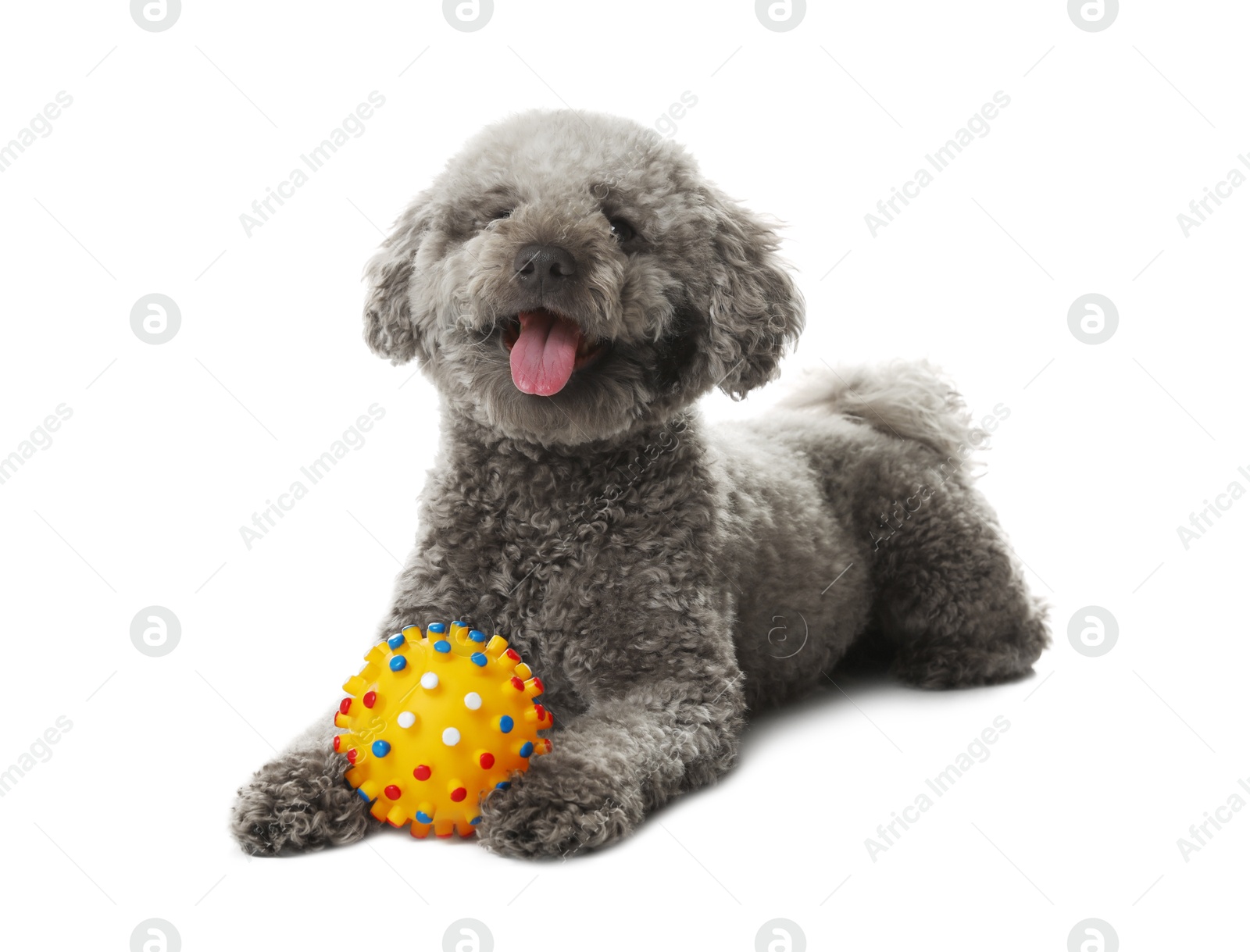 Photo of Cute dog with toy on white background. Adorable pet