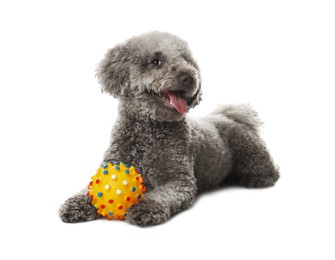 Photo of Cute dog with toy on white background. Adorable pet