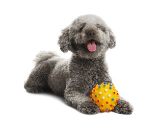 Photo of Cute dog with toy on white background. Adorable pet