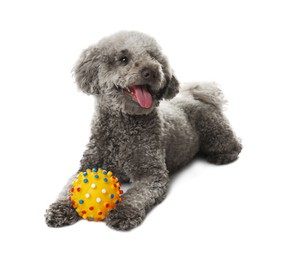 Photo of Cute dog with toy on white background. Adorable pet