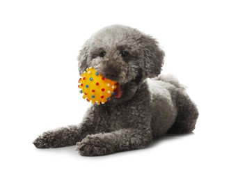 Photo of Cute dog with toy on white background. Adorable pet