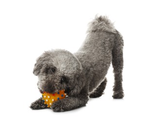 Photo of Cute dog playing with toy on white background. Adorable pet