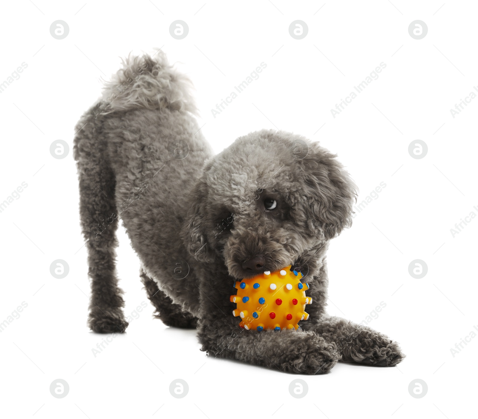 Photo of Cute dog playing with toy on white background. Adorable pet