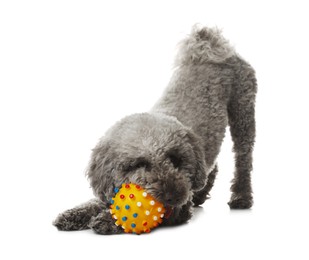 Photo of Cute dog playing with toy on white background. Adorable pet