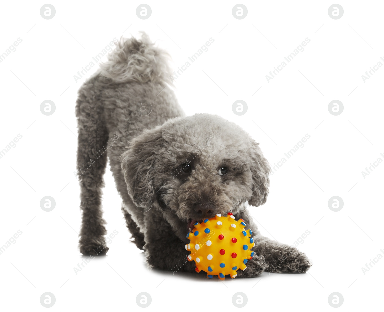 Photo of Cute dog playing with toy on white background. Adorable pet