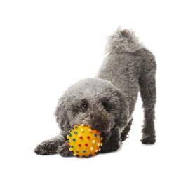 Photo of Cute dog playing with toy on white background. Adorable pet