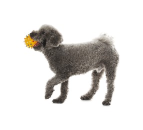 Photo of Cute dog playing with toy on white background. Adorable pet