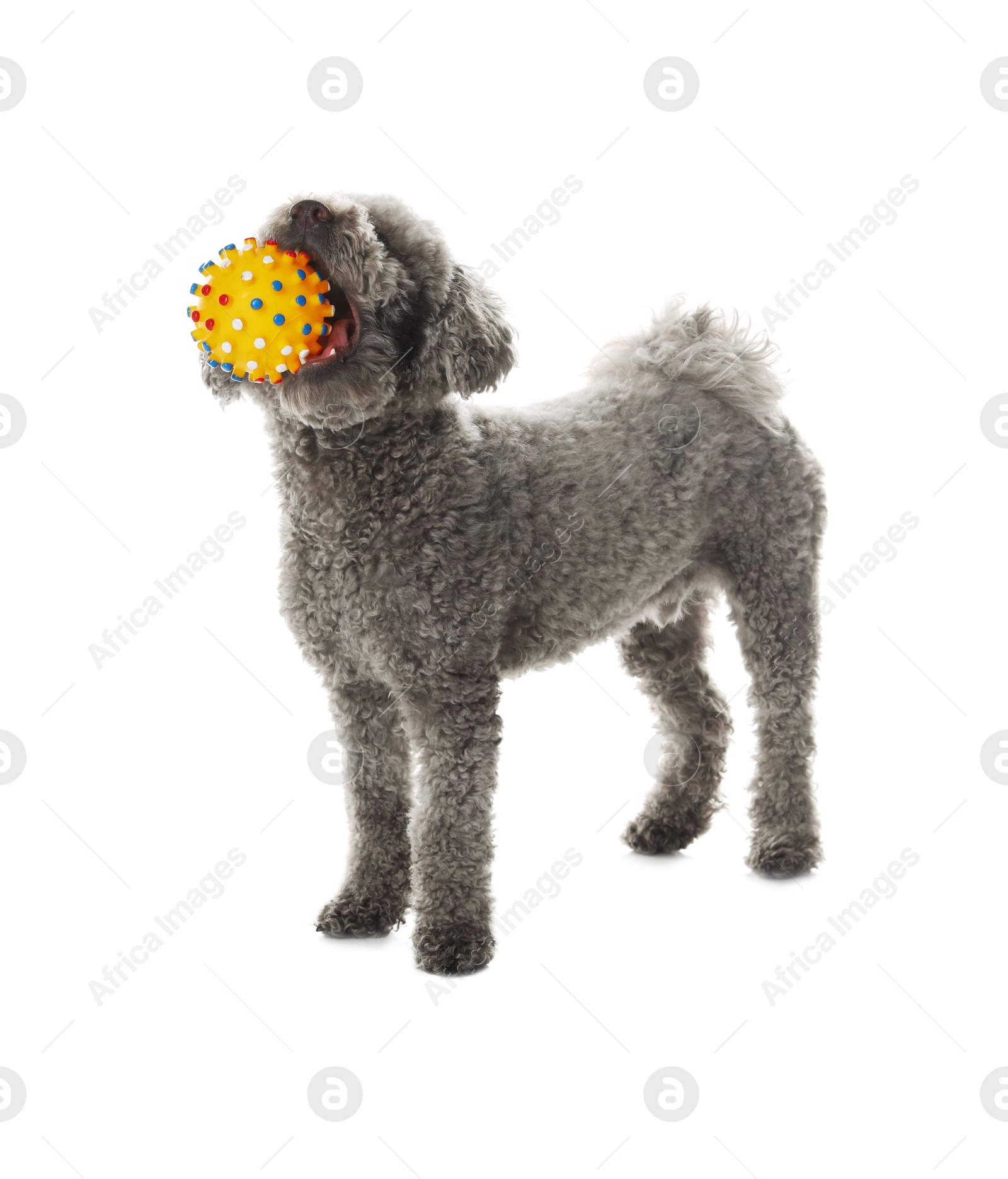 Photo of Cute dog playing with toy on white background. Adorable pet