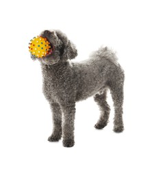 Photo of Cute dog playing with toy on white background. Adorable pet