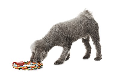 Photo of Cute dog playing with toy on white background. Adorable pet