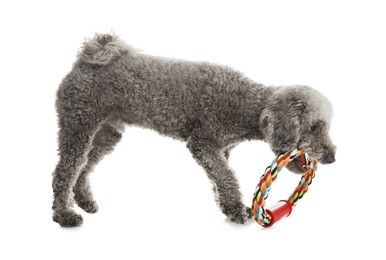 Photo of Cute dog playing with toy on white background. Adorable pet