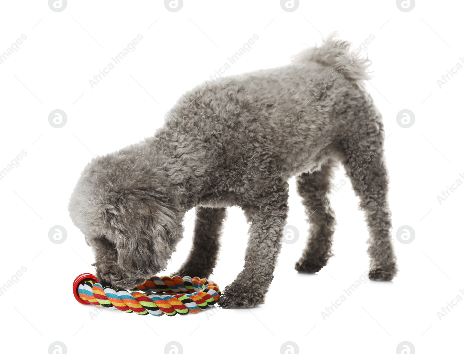 Photo of Cute dog playing with toy on white background. Adorable pet