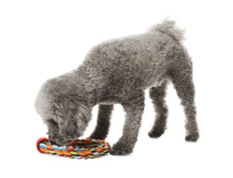 Photo of Cute dog playing with toy on white background. Adorable pet