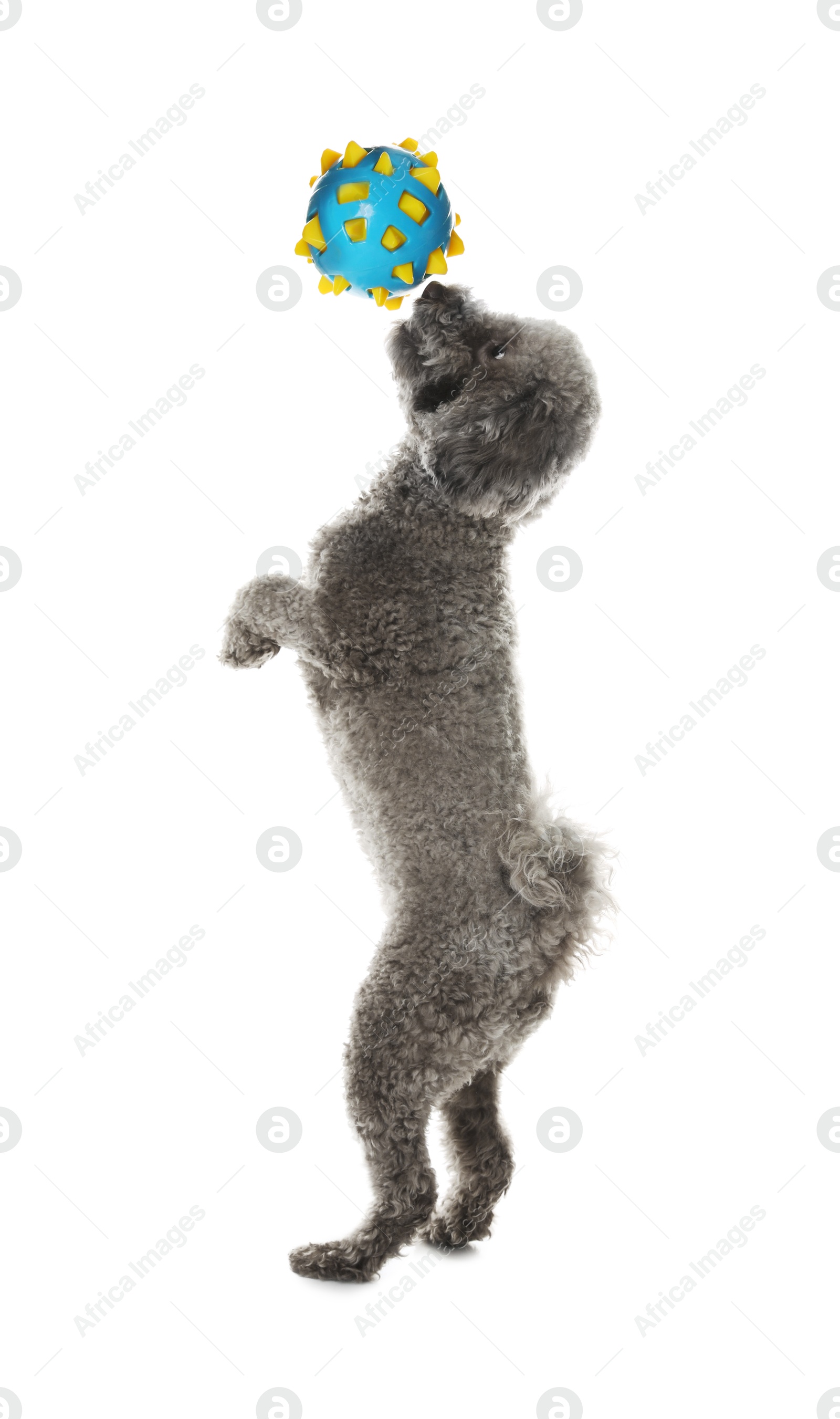 Photo of Cute dog playing with toy on white background. Adorable pet