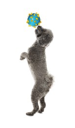 Photo of Cute dog playing with toy on white background. Adorable pet