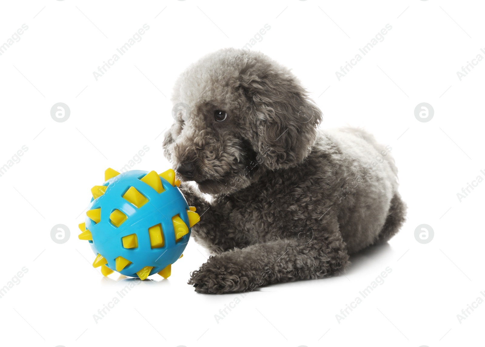 Photo of Cute dog with toy on white background. Adorable pet