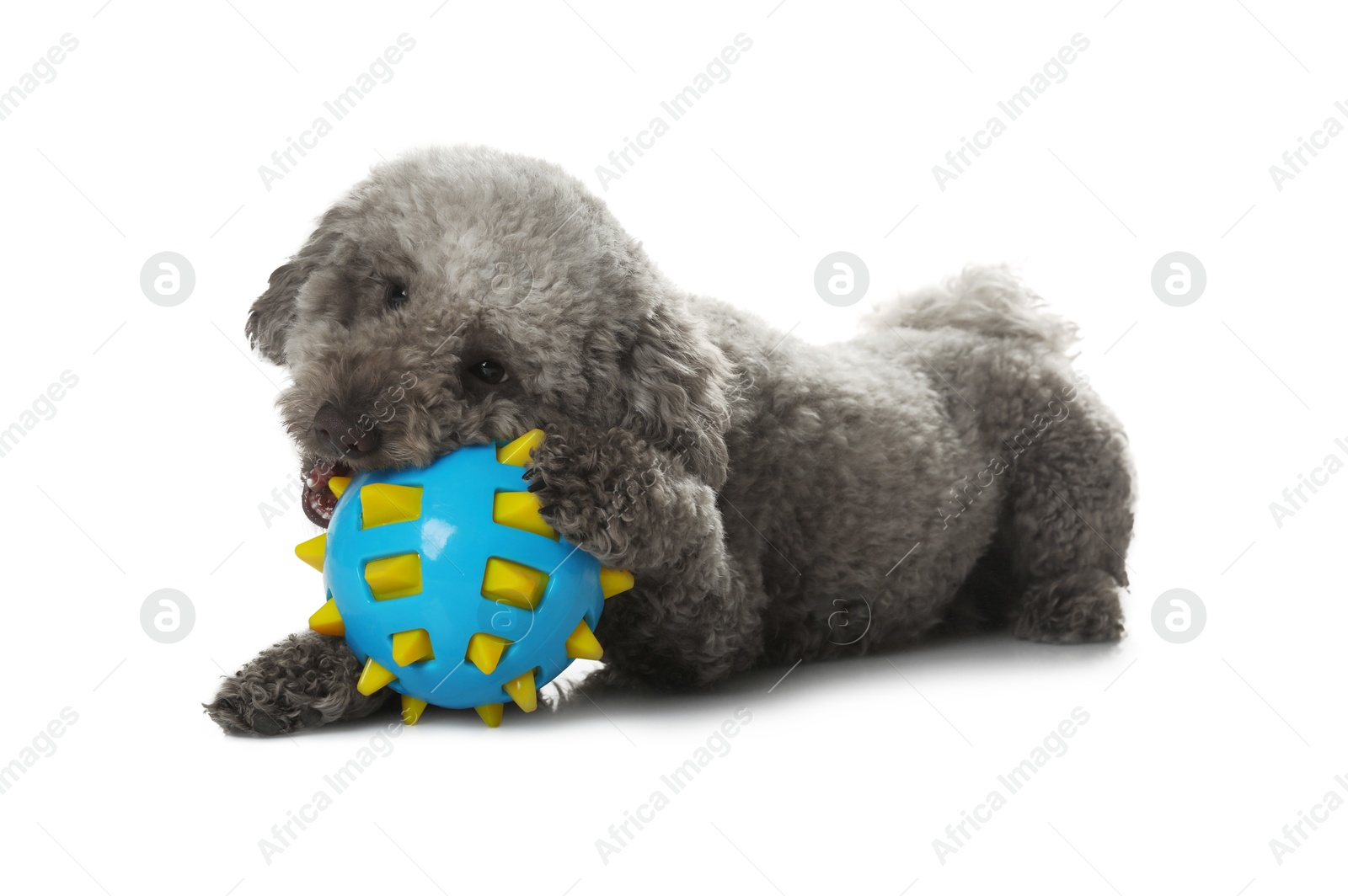 Photo of Cute dog with toy on white background. Adorable pet