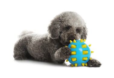 Photo of Cute dog with toy on white background. Adorable pet