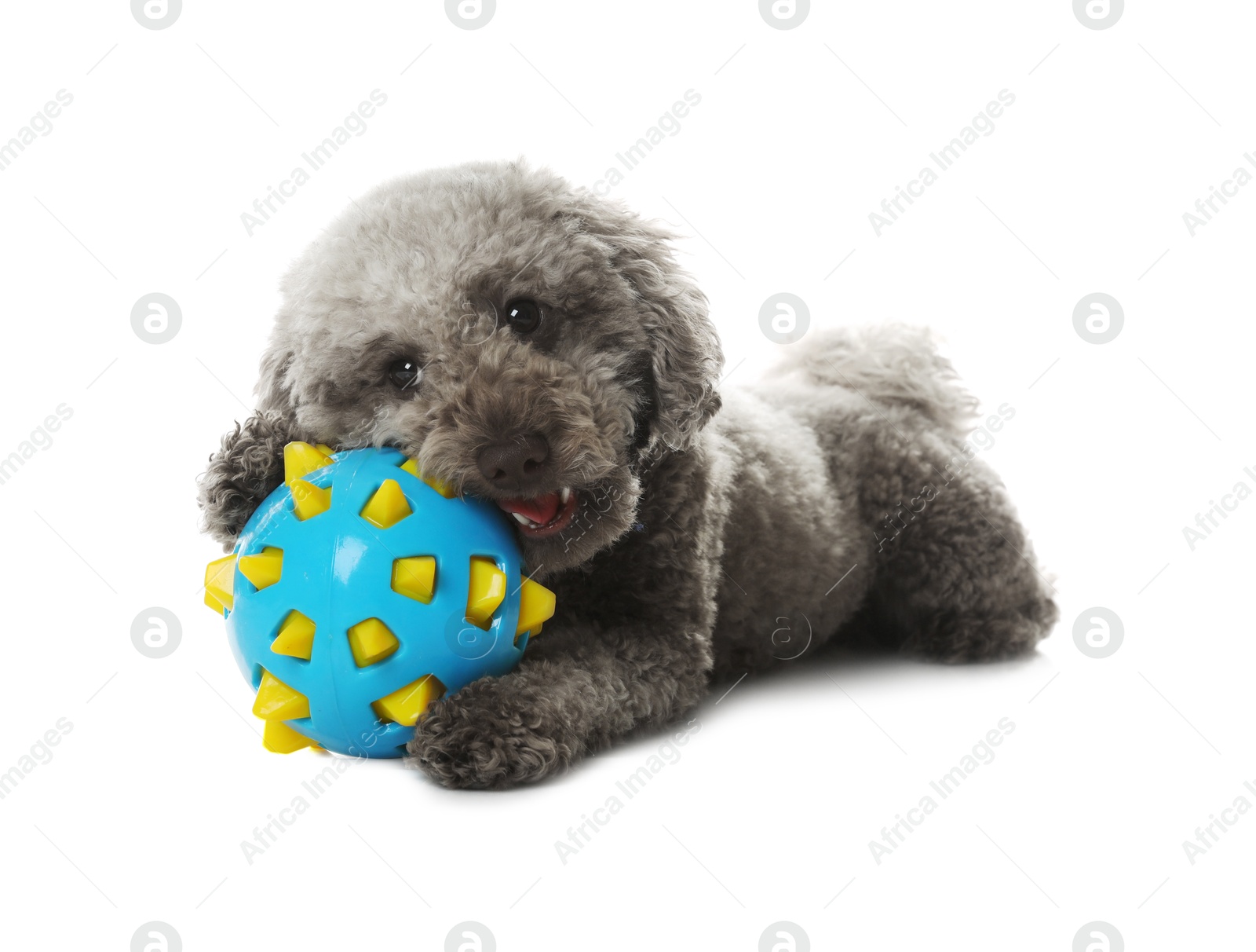 Photo of Cute dog with toy on white background. Adorable pet