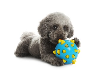 Photo of Cute dog with toy on white background. Adorable pet