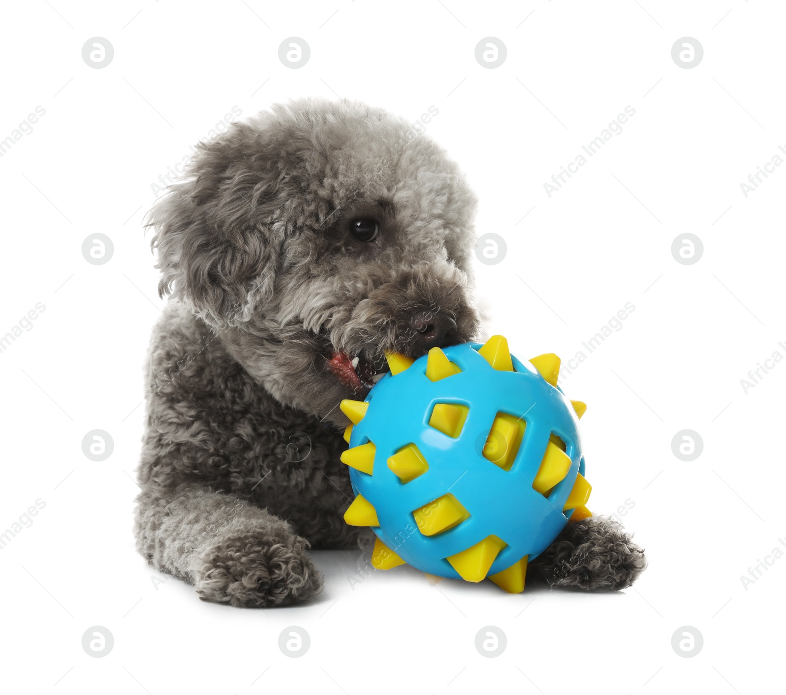 Photo of Cute dog with toy on white background. Adorable pet