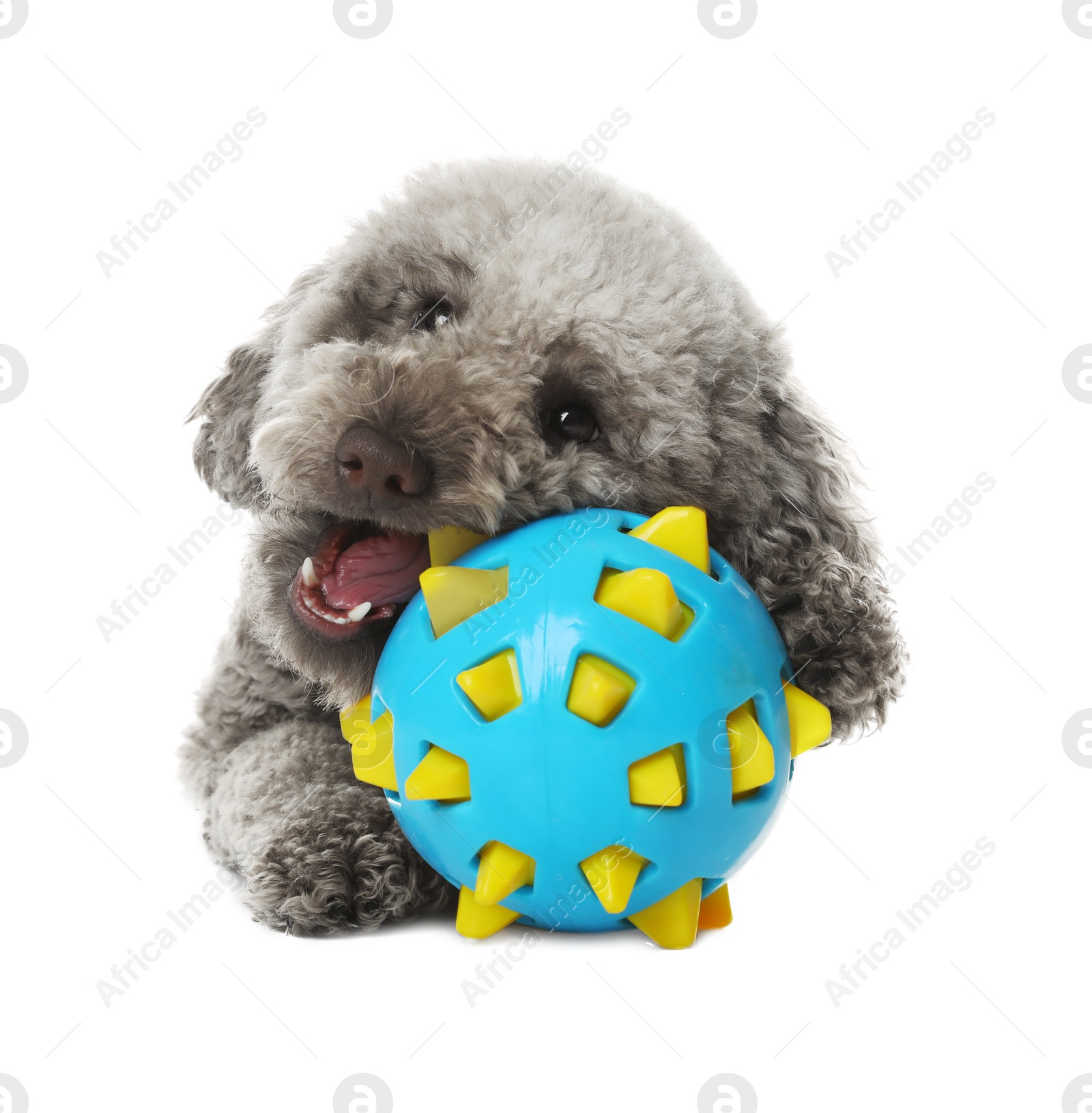 Photo of Cute dog with toy on white background. Adorable pet