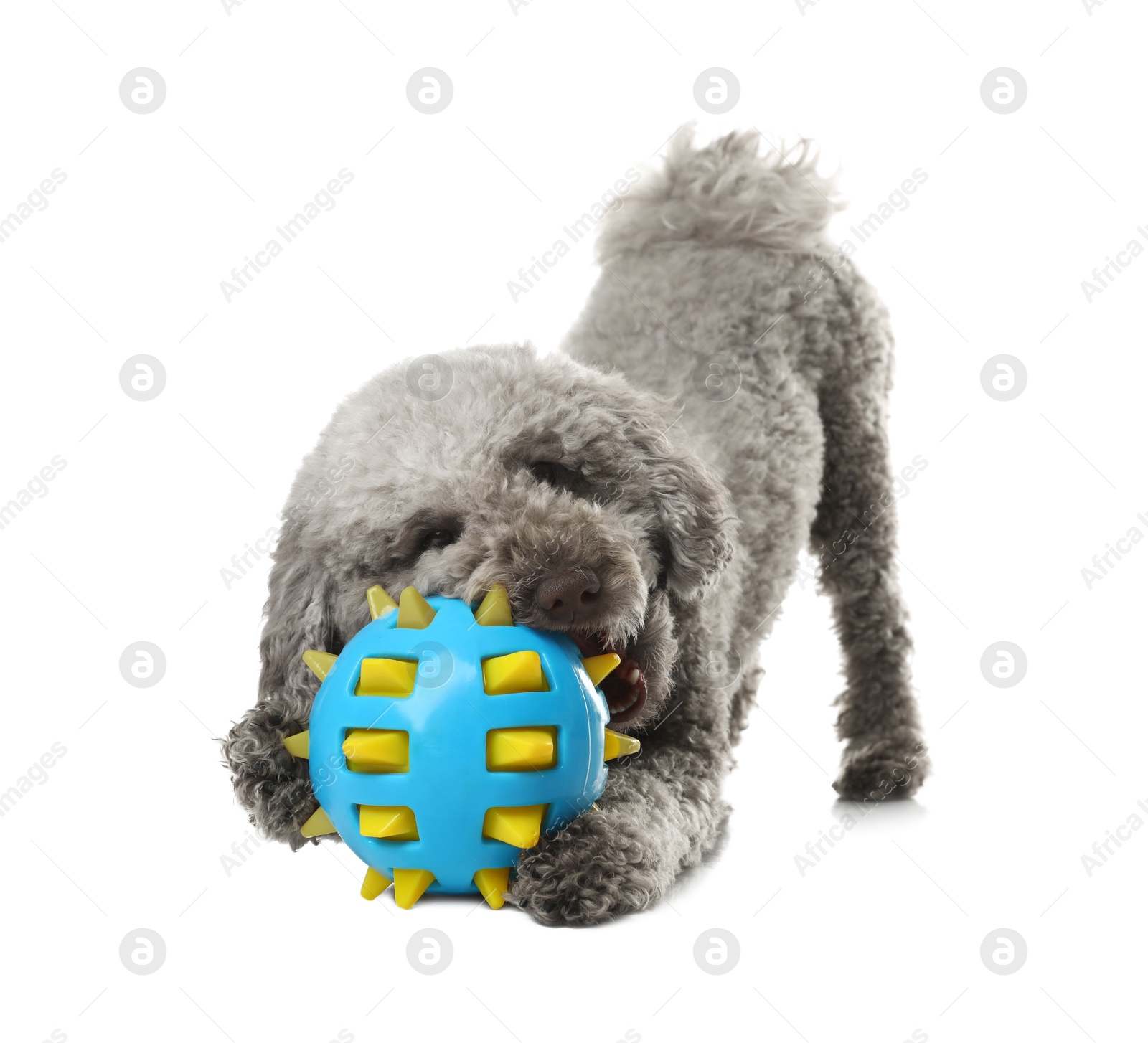 Photo of Cute dog playing with toy on white background. Adorable pet